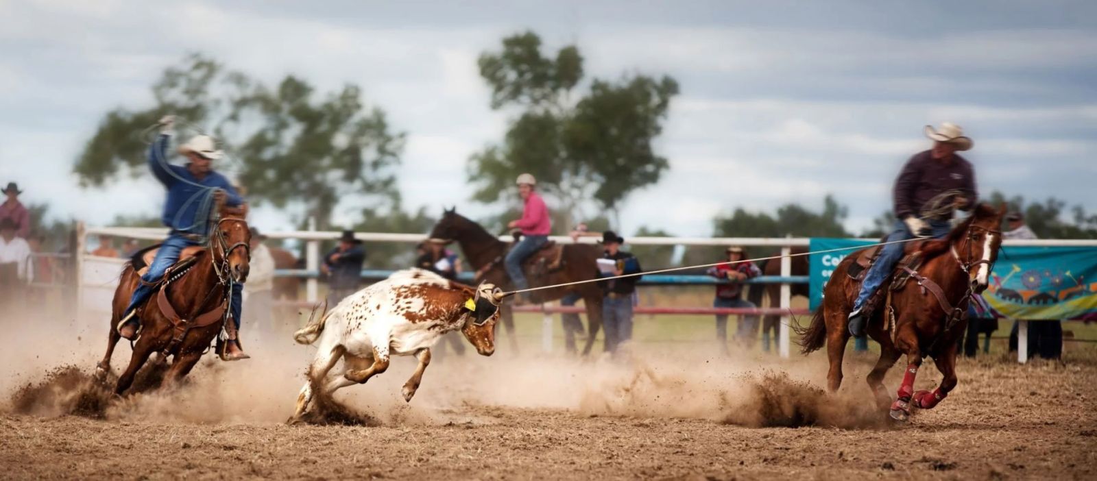Panoramic view of a thrilling Wickenburg, Arizona rodeo, featuring skilled ropers capturing a bull in intense Western action.