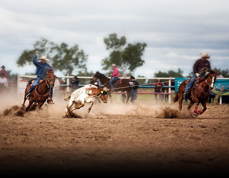 A thrilling Wickenburg, Arizona rodeo, featuring skilled ropers capturing a bull in intense Western action.