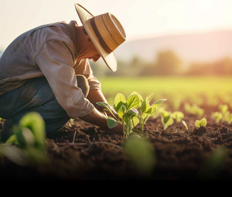 A man wearing a large brimmed hat is squatting in a farm and is closely analyzing the growth of a portion of his crop.